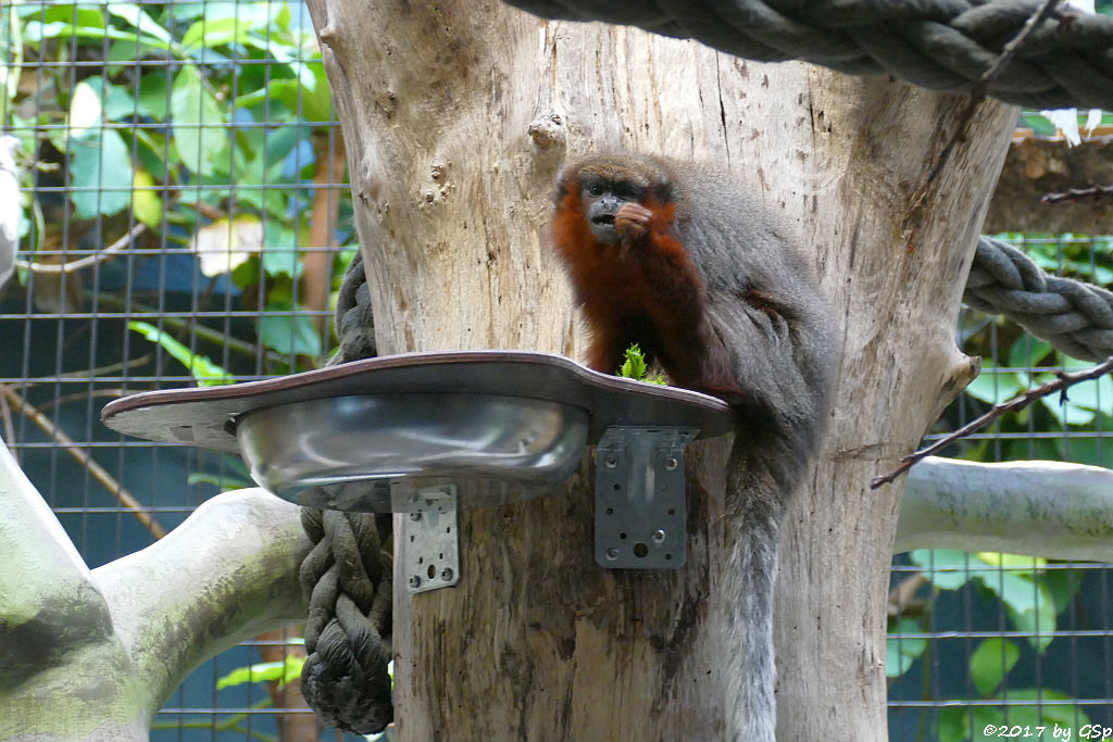 Roter Springaffe (Sumpfspringaffe, Roter Titi)