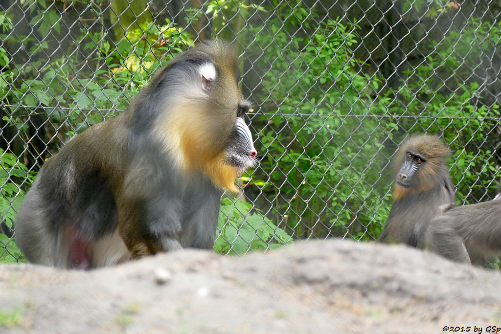 Mandrill