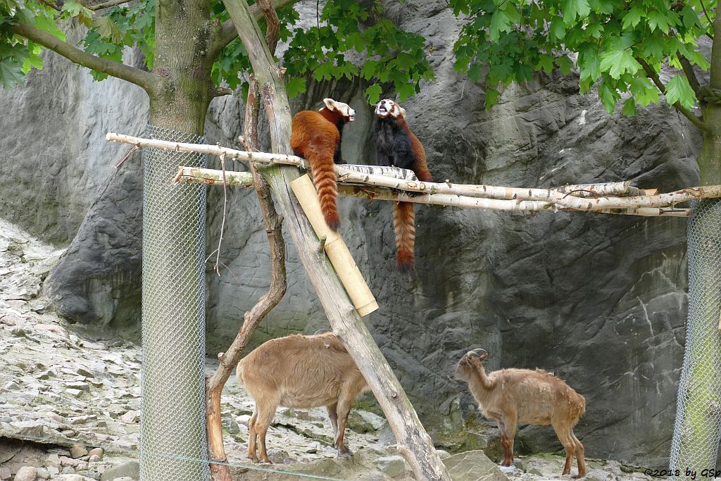 Westlicher Kleiner Panda (Westlicher Katzenbär, (Nepalesischer Katzenbär, Nepalesischer Roter Panda), Himalaya-Tahr