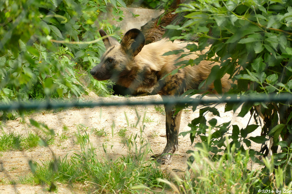 Afrikanischer Wildhund