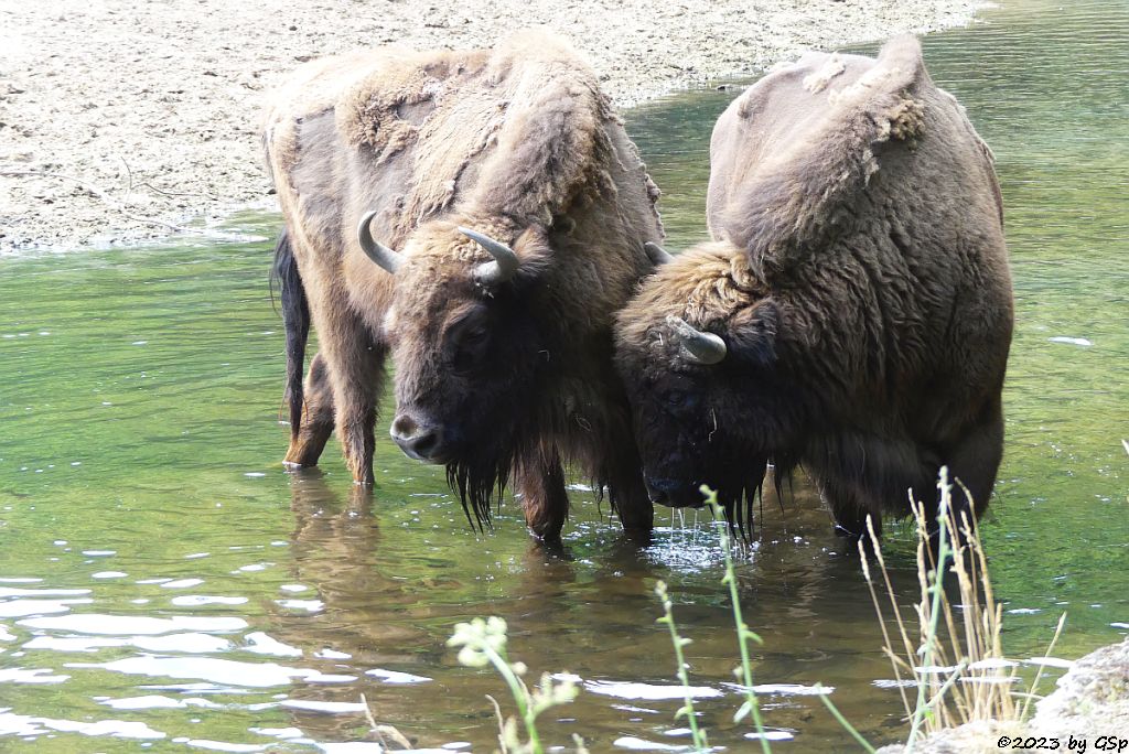 Wisent
