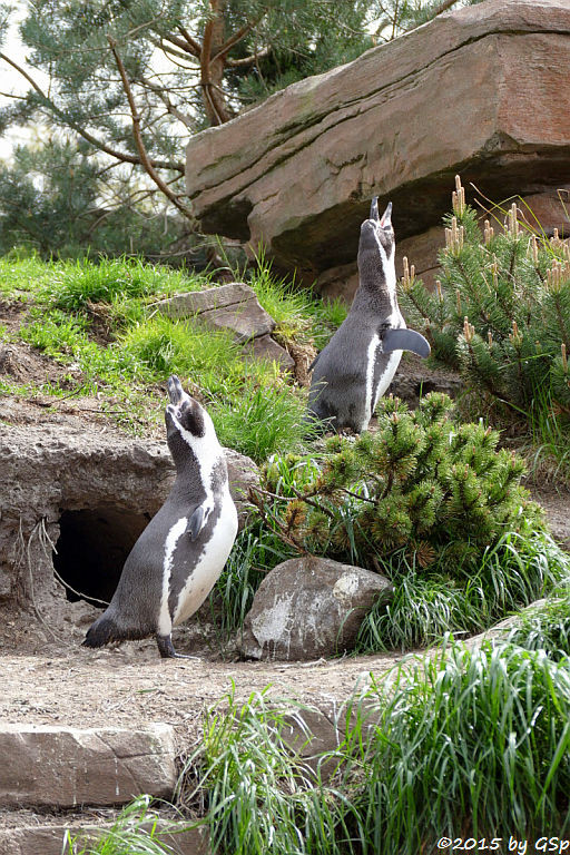 Humboldt-Pinguin