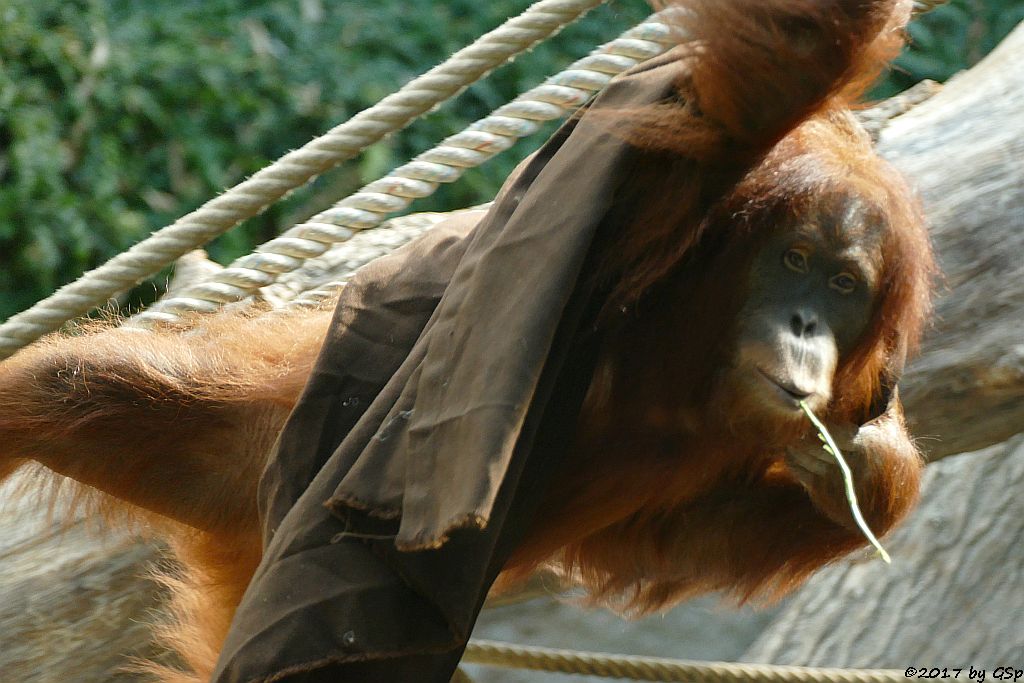 Sumatra-Orang-Utan