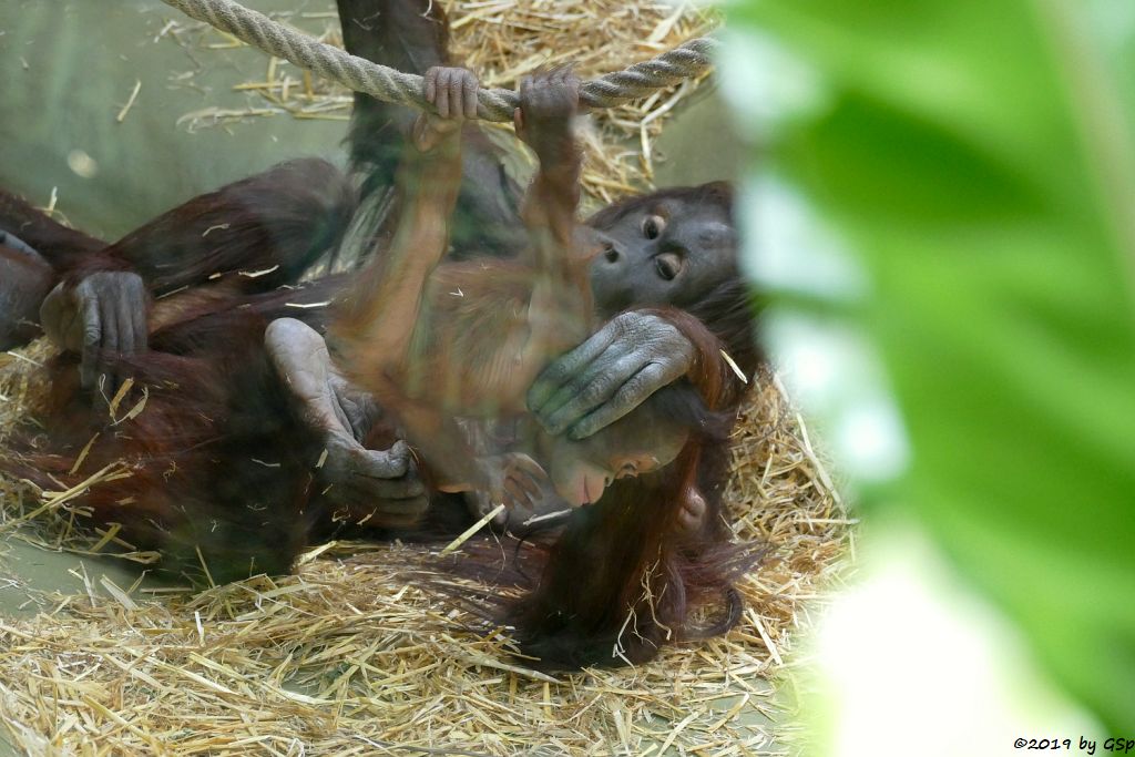 Borneo-Orang-Utan