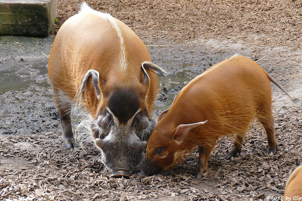 Pinselohrschwein