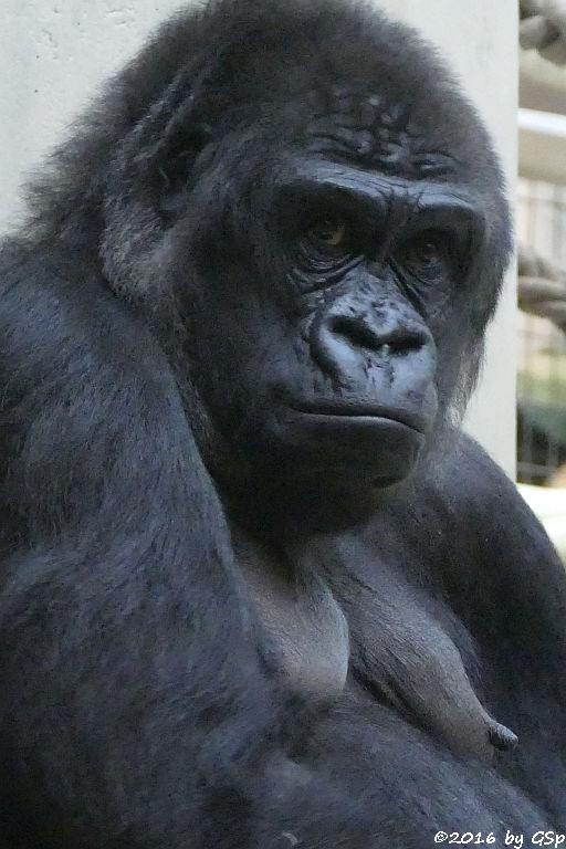 Flachlandgorilla