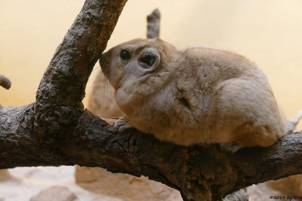 Gewöhnlicher Gundi (Atlas-Gundi)