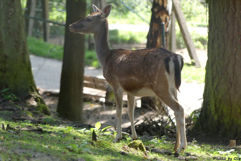 Europäischer Damhirsch