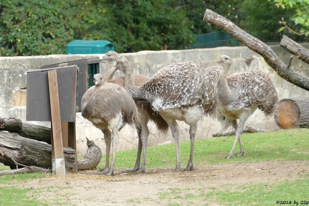 Darwinnandu (Kleiner Nandu, Darwinstrauß)