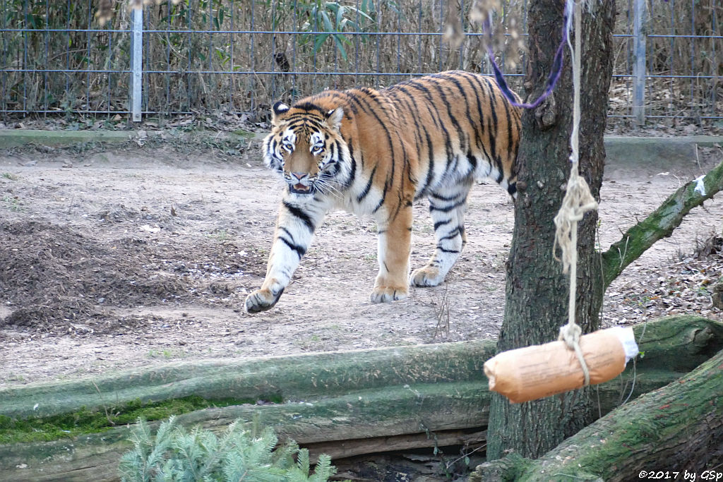 Amurtiger (Sibirischer Tiger, Mandschu-Tiger) SERGAN