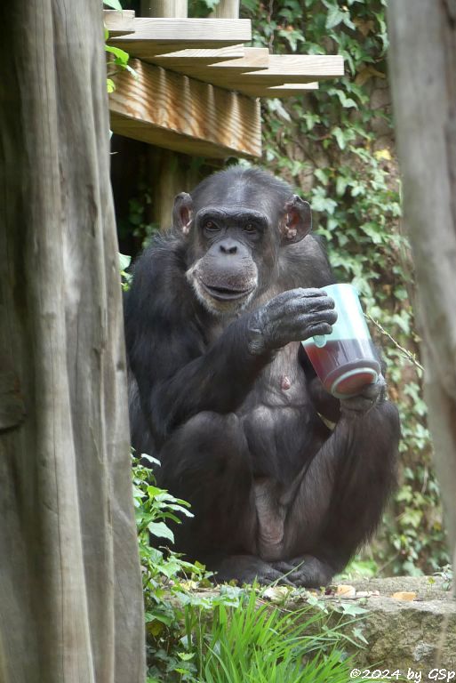 Zoo Halle: Schimpanse