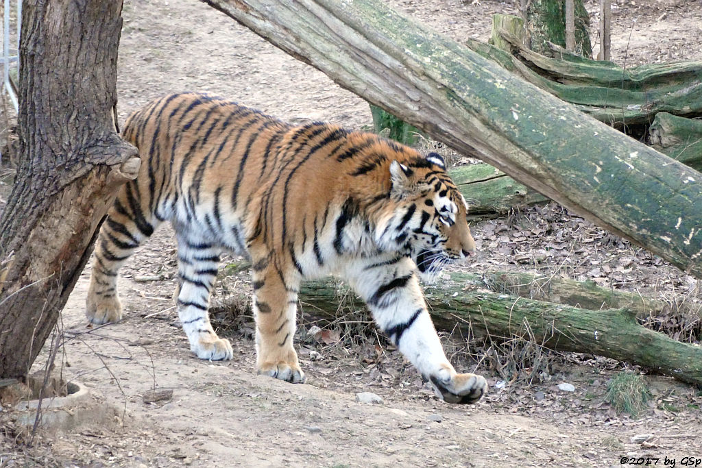 Amurtiger (Sibirischer Tiger, Mandschu-Tiger) SERGAN