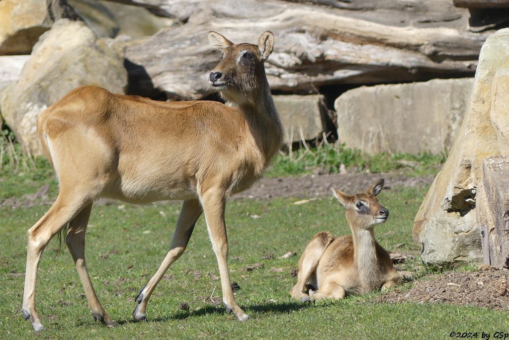 Weißnacken-Moorantilope (Mrs. Grays Wasserbock)