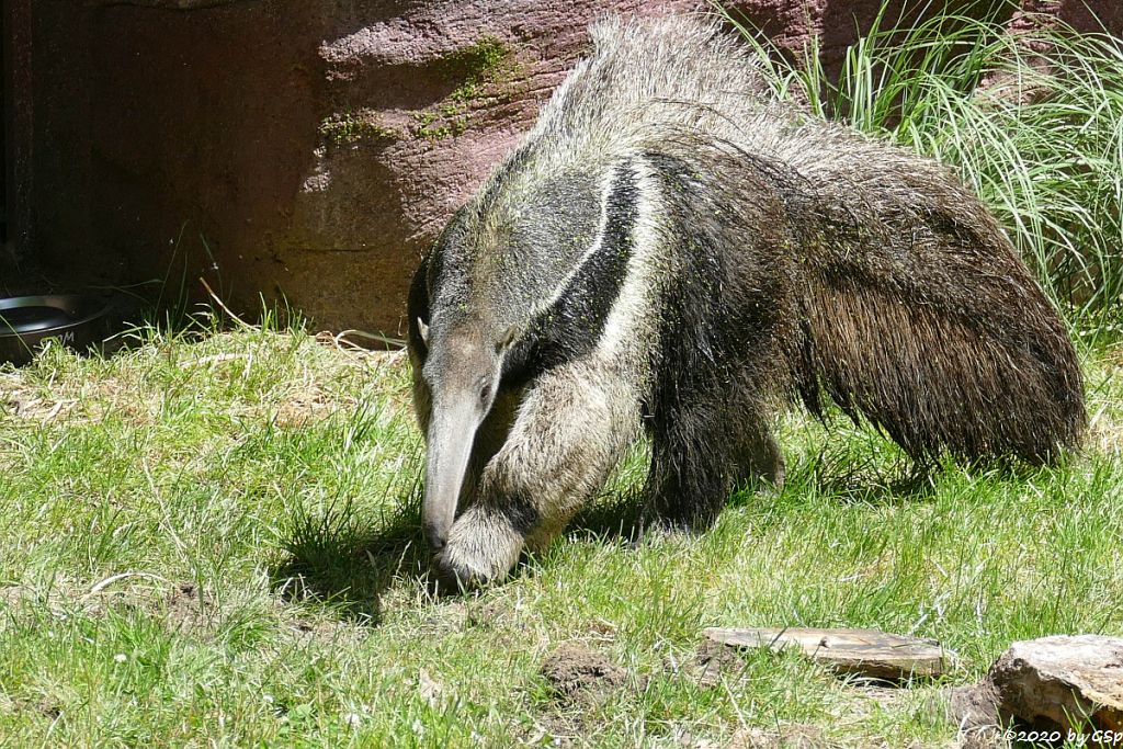 Großer Ameisenbär