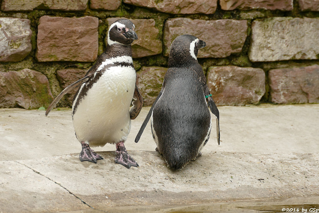 Magellanpinguin