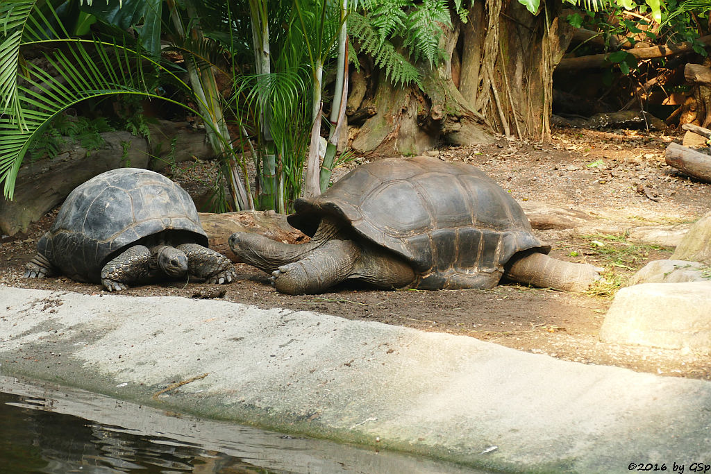 Aldabra-Riesenschildkröte