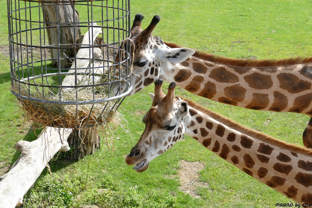 Rothschildgiraffe (Uganda-Giraffe, Baringo-Giraffe)