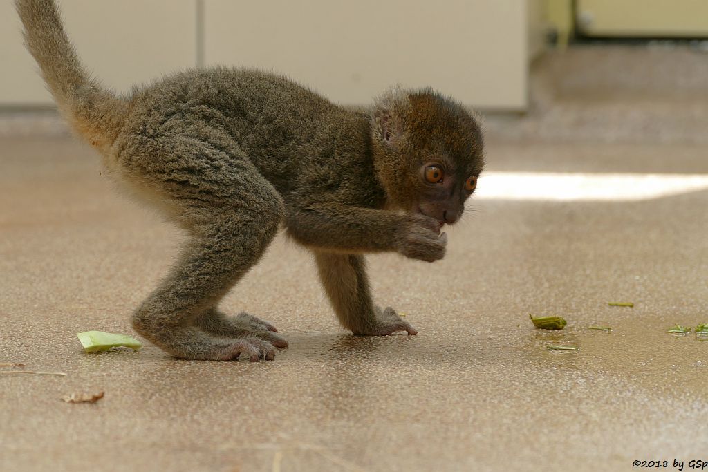 Großer Bambuslemur (Breitschnauzen-Halbmaki)