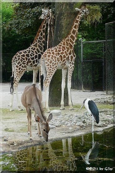 Rothschildgiraffe, Großer Kudu, Marabu