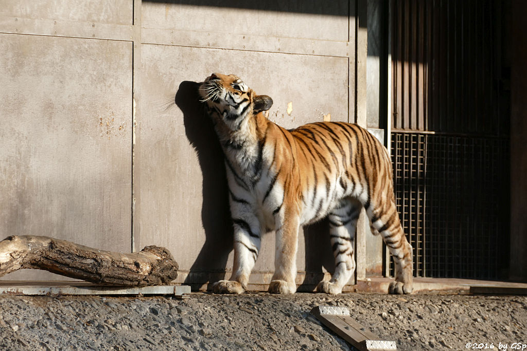 Sibirische Tigerin HANYA