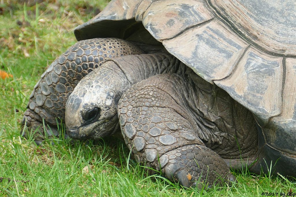Aldabra- (Seychellen-) Riesenschildkröte