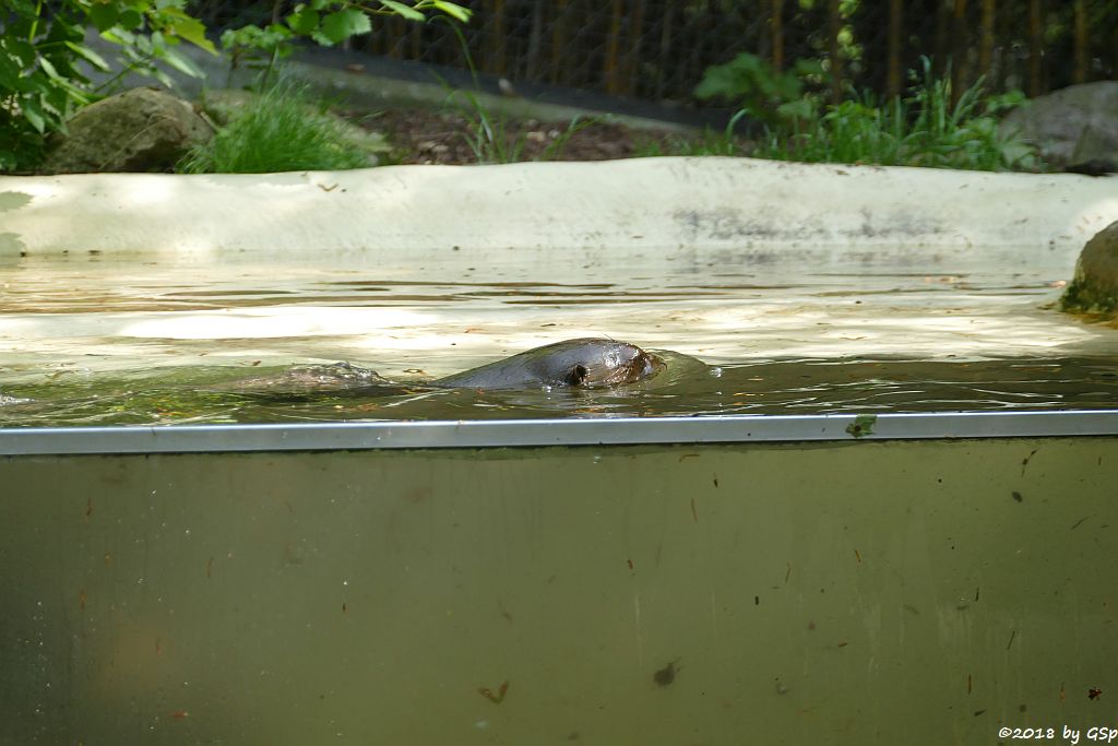 Südamerikanischer Riesenotter