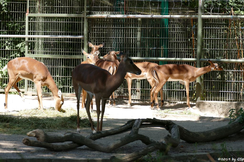 Gewöhnliche Impala (Schwarzfersen-Antilope)