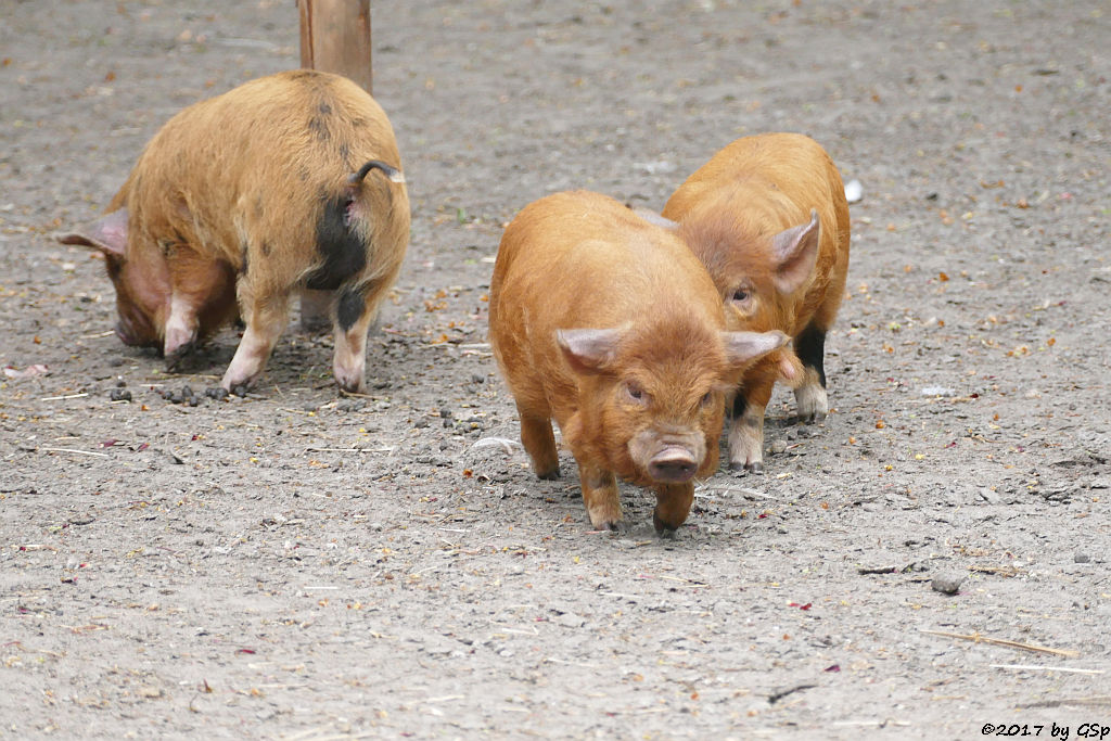 Kune-Kune-Schwein (Maori-Native)