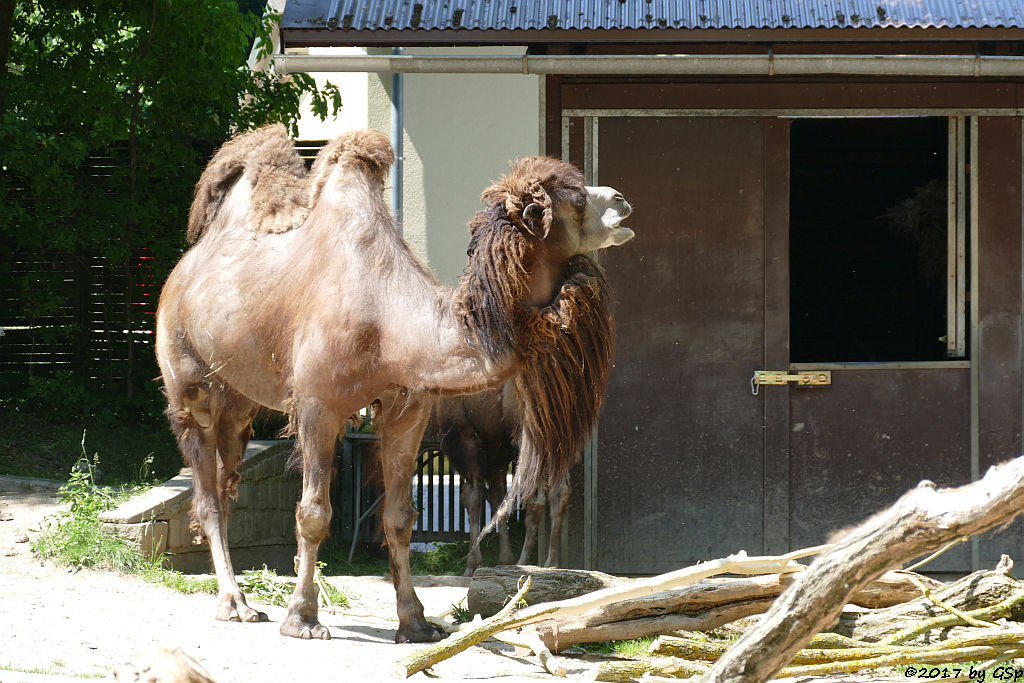 Trampeltier (Zweihöckriges Kamel, Hauskamel)