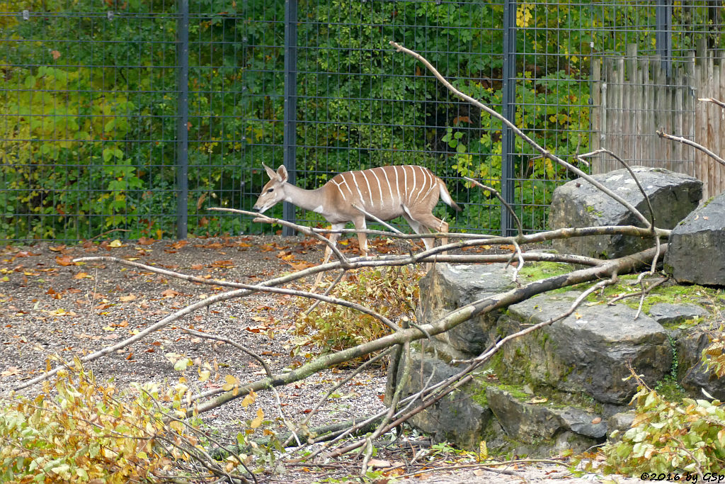 Kleiner Kudu