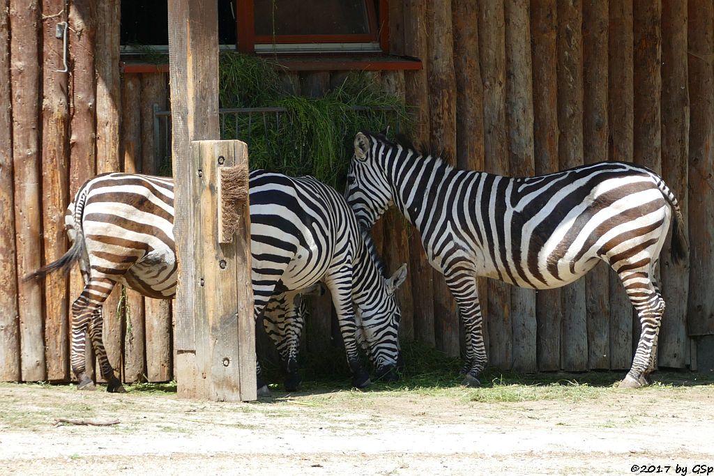 Böhm-Steppenzebra (Grant-Zebra)