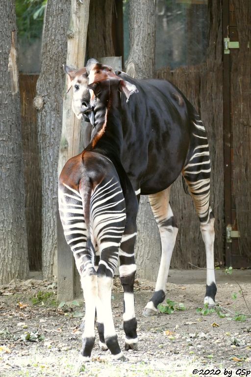 Okapi ZAWADI mit Sohn THABO, geb. 19.1.10