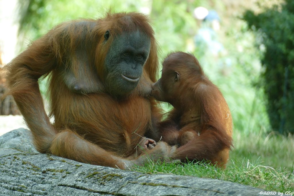 Sumatra-Orang-Utan