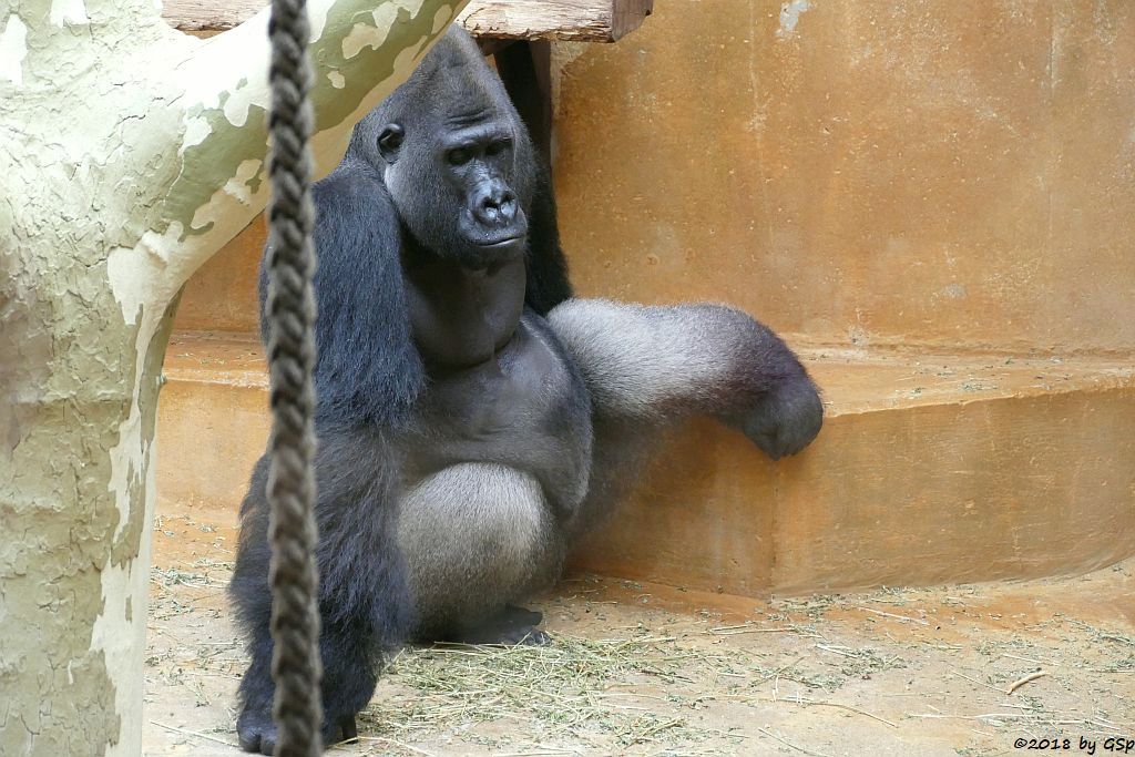 Flachlandgorilla