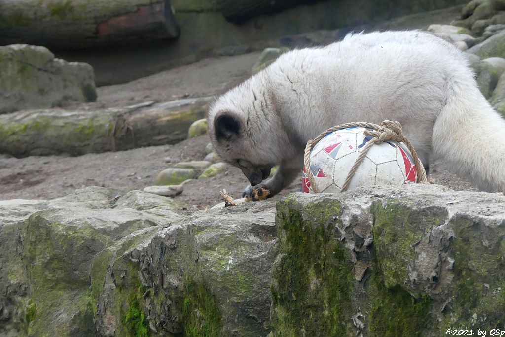 Polarfuchs (Eisfuchs, Blaufuchs)