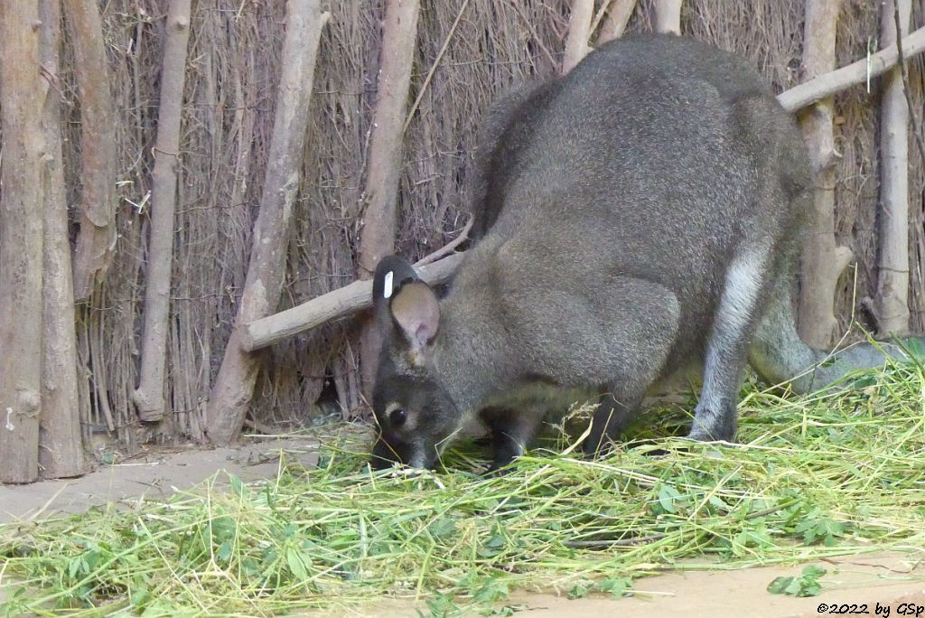 Rotnackenwallaby (Bennettkänguru)