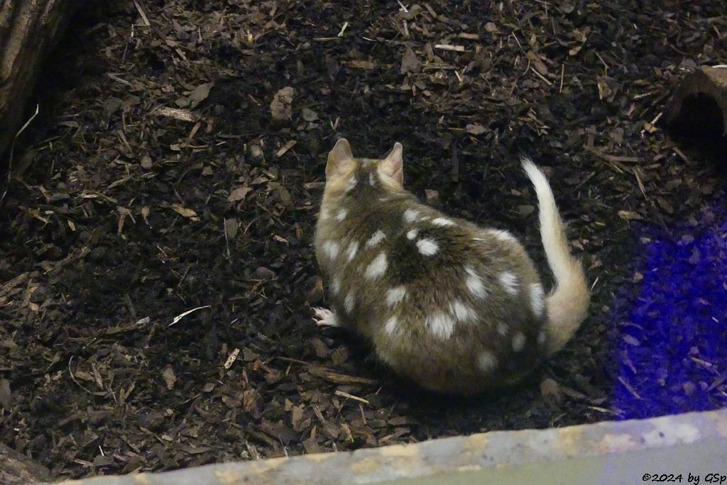 Tüpfelbeutelmarder (Östlicher Beutelmarder, Ostquoll)