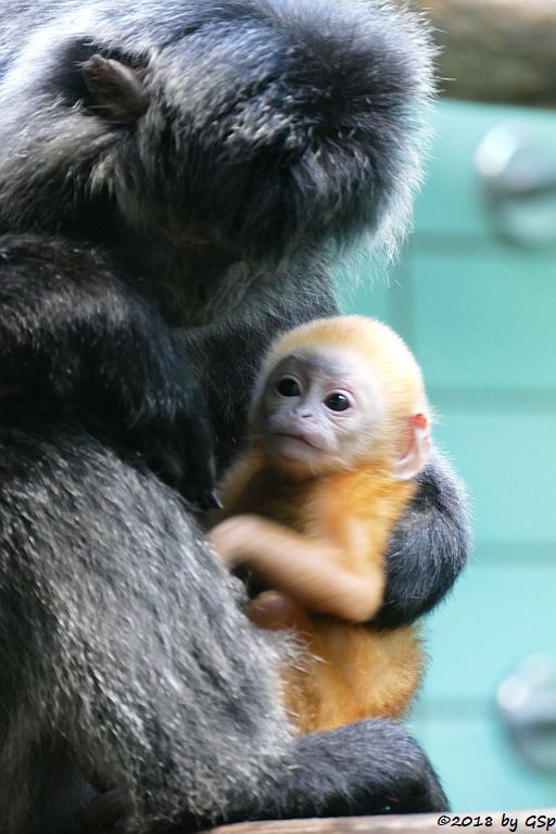 Schwarzer Haubenlangur (Javanischer Haubenlangur, Budeng)