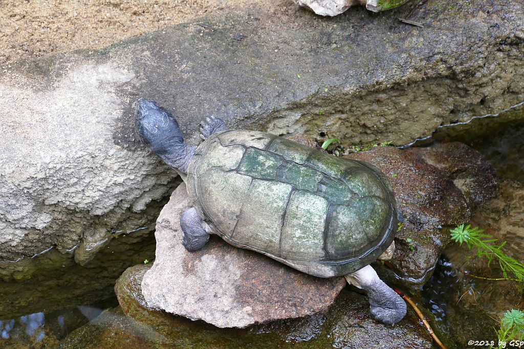 Westafrikanische (Braune) Klappbrust-Pelomedusenschildkröte