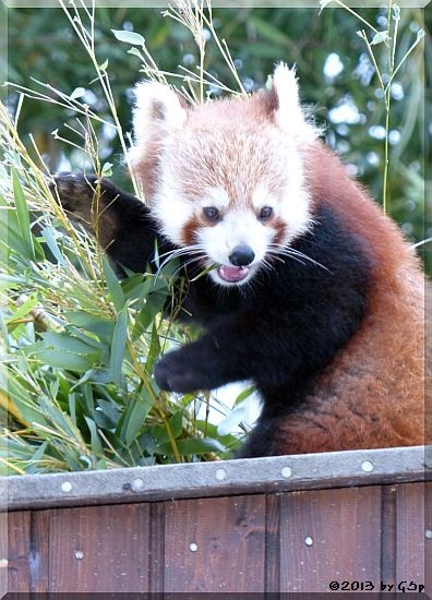 Kleiner Panda