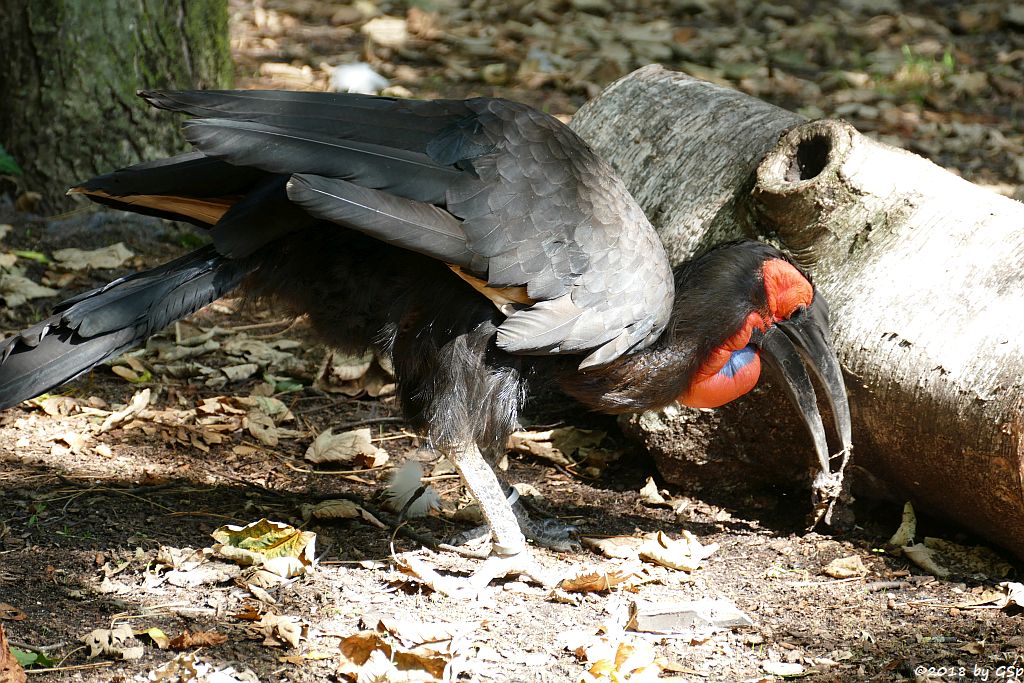 Südlicher Hornrabe (Kaffernhornrabe)