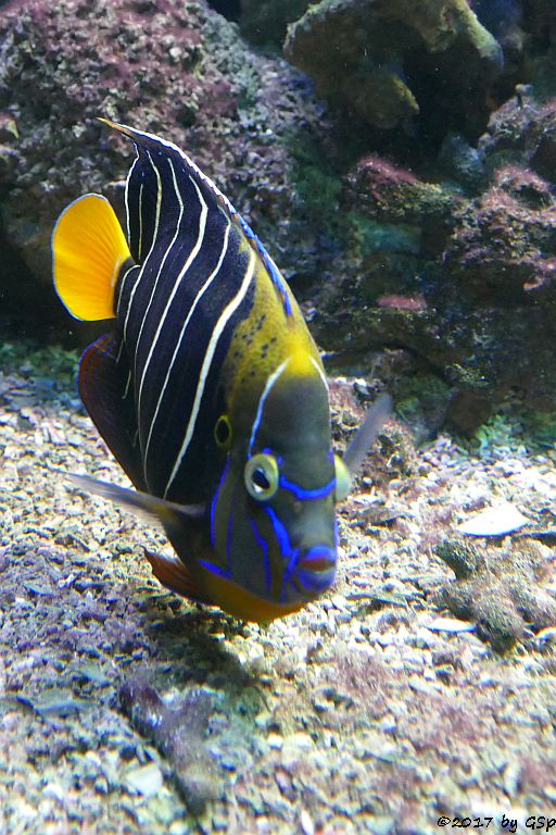 Gelbschwanz-Kaiserfisch (Ostafrika-Kaiserfisch)