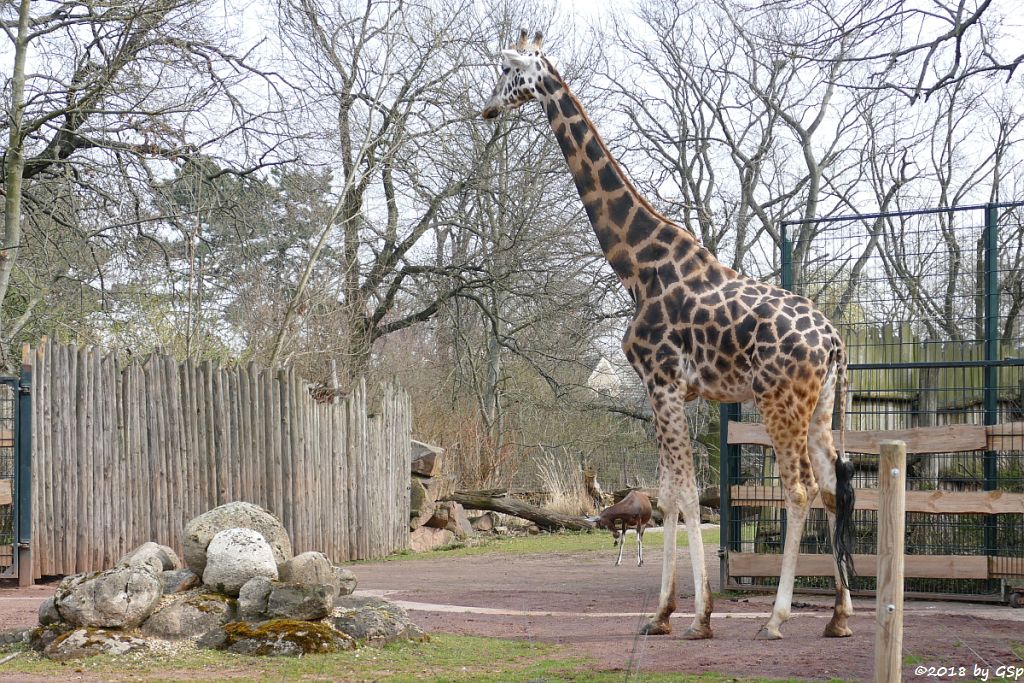 Rothschildgiraffe (Uganda-Giraffe, Baringo-Giraffe), Blessbock