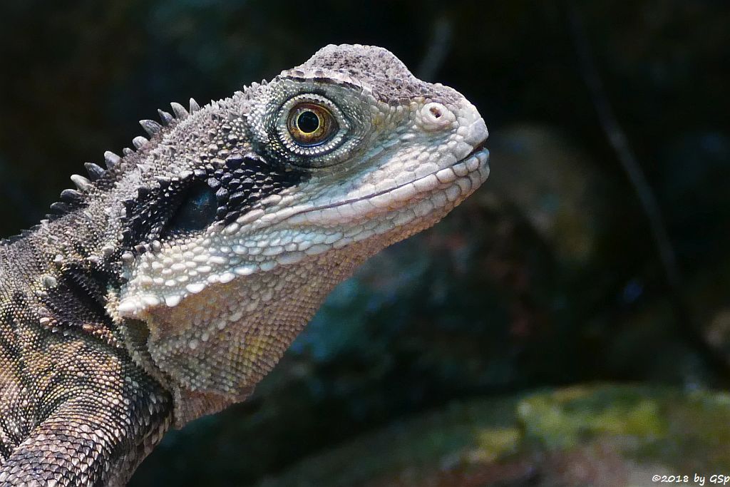 Australische Wasseragame