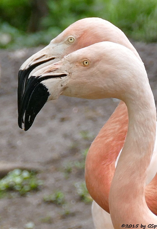 Chileflamingo