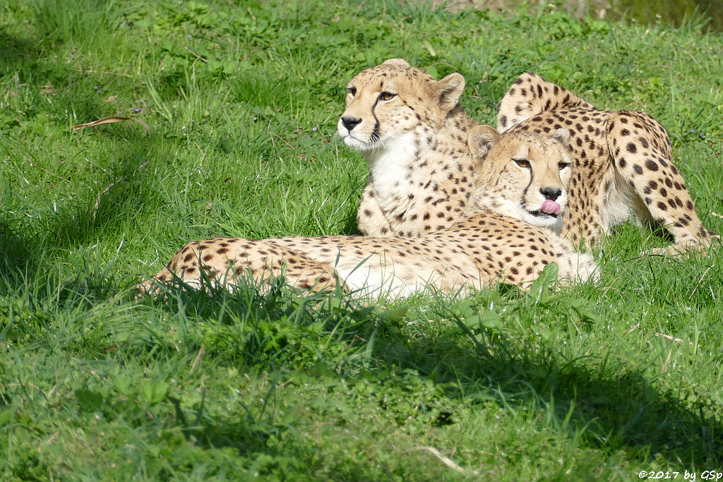 Südafrikianischer Gepard