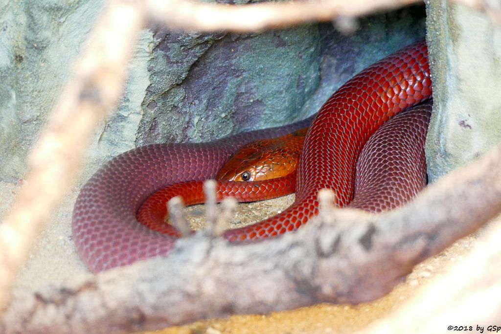 Rote Speikobra (Rote Mosambik-Speikobra)