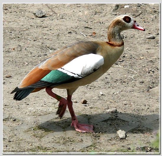 Nilgans