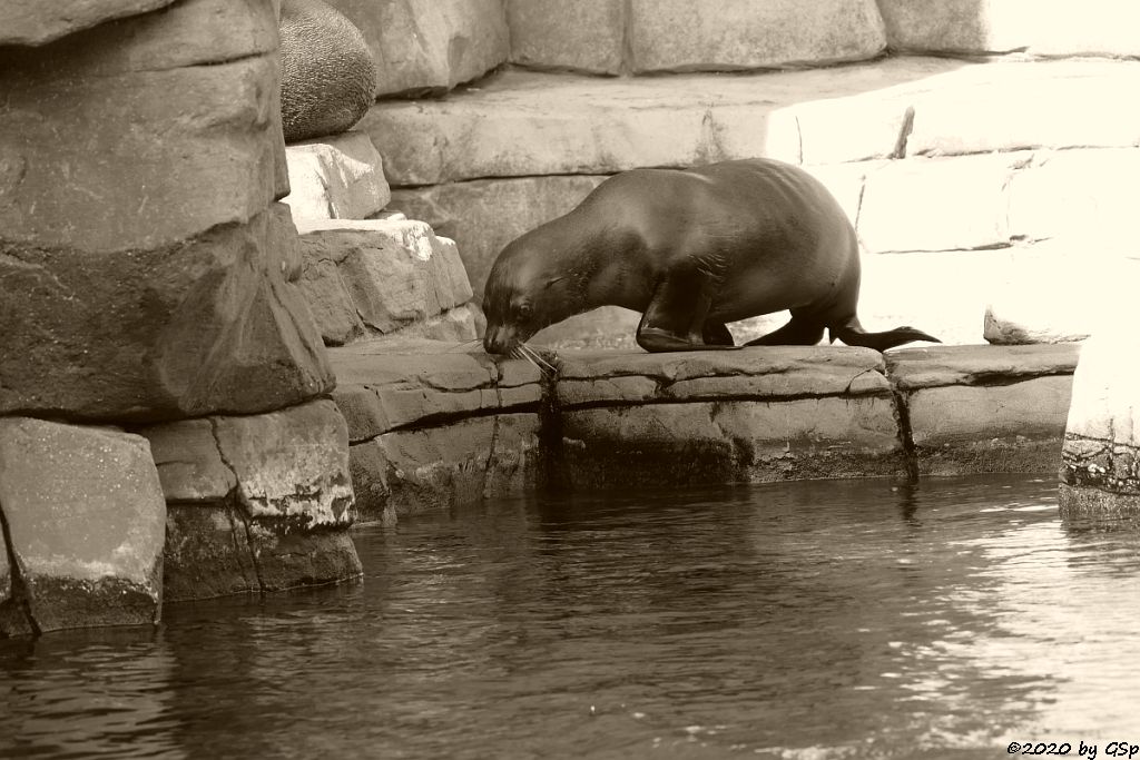 Südamerikanischer Seebär