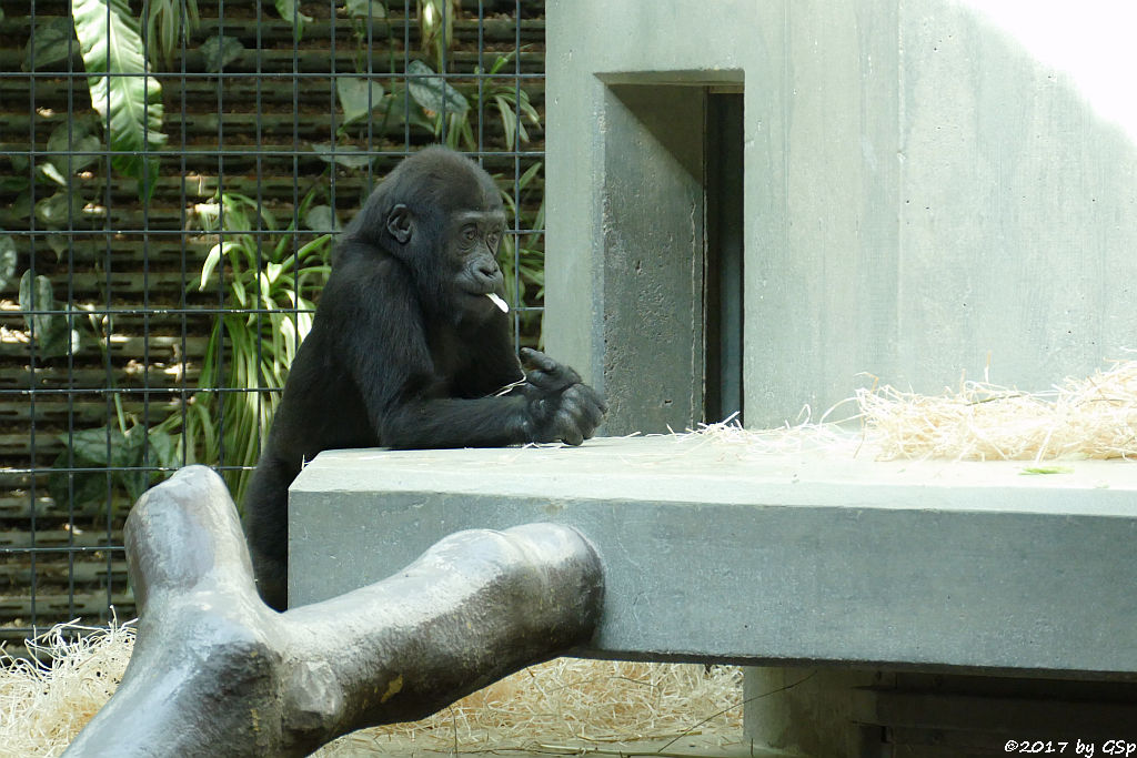 Flachlandgorilla